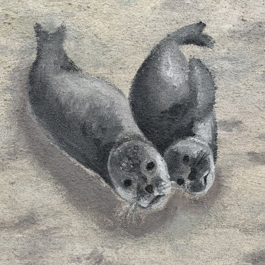 Bild Zwei Robben